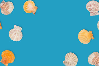 海模式海贝壳前视图平躺夏天概念海贝壳蓝色的背景