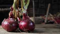 新鲜的大洋葱红色的紫色的洋葱橡木木董事会在户外常年草洋葱家庭广泛的蔬菜作物