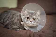 国内灰色的英国短毛猫猫橙色眼睛保护领首页沙发上手术主题医学保护宠物猫休息阉割