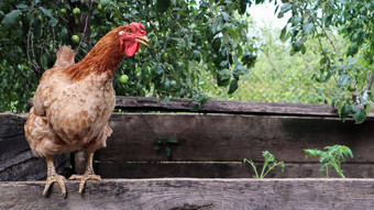 大红棕色铺设母鸡农村阳光明媚的一天色彩斑斓的夏天背景<strong>闲置</strong>的棕色（的）属于蛋类型鸡家禽繁殖鸡蛋生产