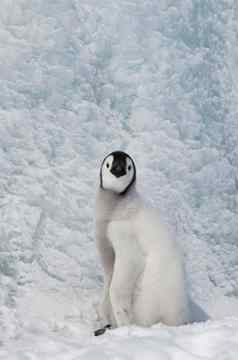 皇帝企鹅小鸡雪南极洲