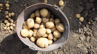 桶作物土豆花园前视图年轻的早期土豆收集女手桶花园村农村生活