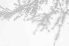 影子覆盖影响品牌原型场景自然照明灰色的阴影云杉树分支机构白色墙横幅复制空间