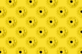 雏菊洋甘菊非洲菊花模式照明黄色的背景流行艺术设计有创意的独特的概念