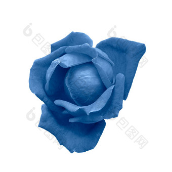 深<strong>蓝色</strong>的玫瑰头孤立的白色健美的海<strong>军蓝色</strong>的玫瑰花
