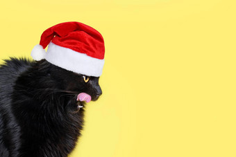 有趣的黑色的毛茸茸的猫红色的圣诞老人老人他<strong>舔</strong>嘴唇可爱的毛茸茸的猫<strong>舔</strong>嘴唇一年圣诞节横幅复制空间文本