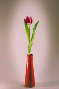 红色的郁金香红色的花瓶
