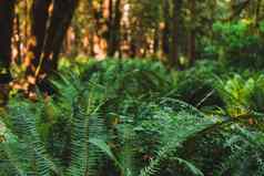 深绿色长满青苔的森林蕨类植物俄勒冈州