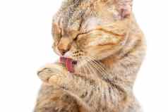 虎斑猫洗爪子舌头