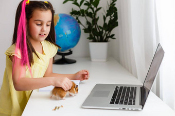 教育首页孩子女孩使家庭作业宠物仓鼠有趣的姜仓鼠坐着表格孩子写作回来学校