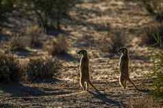 猫鼬卡加拉加迪在国外做的公园南非洲