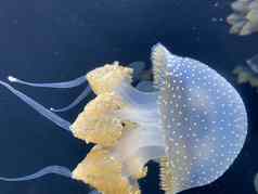 跳舞叶状体蓬塔塔水母水浮动贝尔澳大利亚发现了水母棕色（的）水母白色的圆点水母本地的西方太平洋