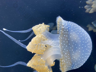 跳舞叶状体蓬塔塔水母水浮动贝尔澳大利亚发现了水母棕色（的）水母白色的圆点水母本地的西<strong>方太</strong>平洋