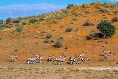 南非洲大羚羊卡加拉加迪在国外做的公园南非洲