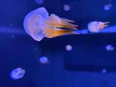 跳舞水母水浮动贝尔澳大利亚水母棕色（的）水母白色的圆点水母本地的西方太平洋