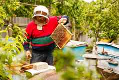 养蜂人工作收集蜂蜜养蜂概念