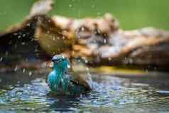 blue-breastedcordonbleu马蓬古布韦国家公园南非洲