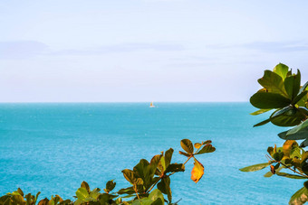 海滩美丽的全景海视图清洁水蓝色的天空绿色叶子分支