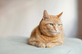 很高兴橙色姜猫坐着椅子休息首页复制空间有趣的红色的猫舒适的首页大气说谎虎斑姜猫姜猫坐着椅子
