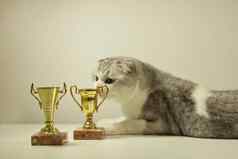 苏格兰褶皱猫奖奖杯冠军猫说谎表格奖杯猫的显示