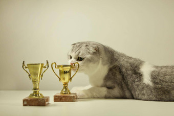 苏格兰褶皱猫奖奖杯冠军猫说谎表格奖杯猫的显示