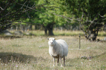 野生动物羊肖像农田视图长毛羊绿色森林场