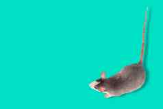 有趣的年轻的老鼠孤立的蓝色的啮齿动物宠物驯养的老鼠关闭