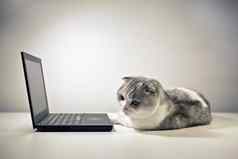 猫笔记本猫坐着电脑猫首页偷窥电脑屏幕国内小猫自然背景猫放松电脑移动PC