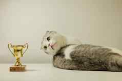 苏格兰褶皱猫奖冠军猫说谎表格奖杯猫的显示