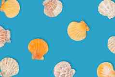 海模式海贝壳前视图夏天概念海贝壳蓝色的背景
