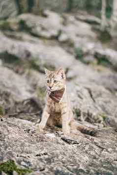 旅行者猫走岩石地形