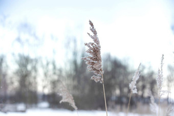 软焦点摘要自然背景软植物cortaderiaselloana移动风明亮的清晰的场景植物类似的羽毛抹布冬天景观背景