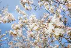 美丽的色彩斑斓的新鲜的春天花清晰的蓝色的天空樱桃开花明亮的柔和的白色粉红色的颜色夏天春天背景完整的布鲁姆关闭