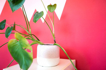 时尚的室内现代绿色植物复古的赶时髦的人粘土锅现代植物原料油粉红色的背景墙纹理复制空间首页装饰