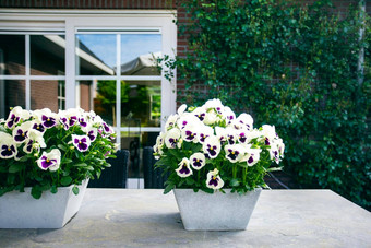 花表格花园白色紫色的黛西时尚的装饰夏天房子大窗口背景现代设计
