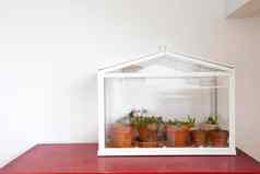 小温室玻璃容器生态系统绿色房子植物现代装饰bontanical成长在室内复制空间