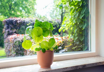 室内植物中国人钱树pilea哌噻吩噻吩绿色房子植物现代复古的装饰窗台上美丽的绿色夏天视图花园时尚的<strong>首页设计</strong>