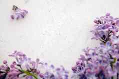 摩卡普淡紫色白色背景边境新鲜的淡紫色花孤立的白色背景