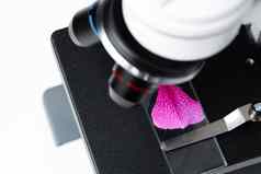 粉红色的花叶玻璃幻灯片显微镜