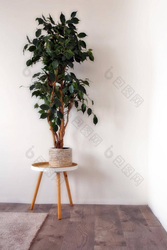 白色空房间室内绿色植物编织篮子空白墙斯堪的那维亚风格复古的现代室内复制空间背景