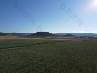 空中视图绿色小麦场农村场小麦吹风阳光明媚的春天一天耳朵大麦作物自然农<strong>学行</strong>业食物生产