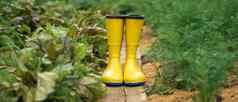 特写镜头黄色的橡胶靴子绿色美丽的花园
