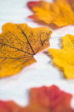 背景集团色彩斑斓的秋天橙色枫木叶子白色木背景defocuse美丽的自然背景秋天季节复古的现代背景