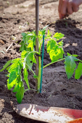 日益增长的幼苗番茄植物新鲜的地球播种园艺年轻的婴儿植物生活<strong>农民蔬菜种植</strong>概念