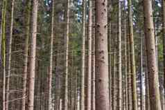 格罗夫松树种植直行森林自然景观背景长高树干