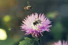 蜜蜂收集花蜜花花园