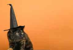 有趣的黑色的多色的猫黑色的他主题女巫万圣节橙色背景的地方文本