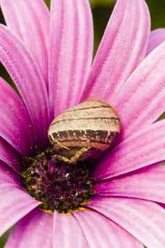 紫色的黛西花地面蜗牛