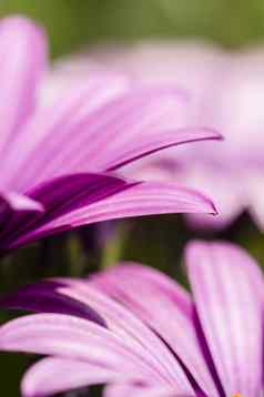紫色的黛西花