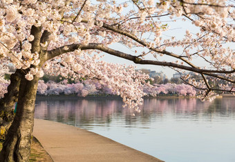 细节日本樱桃开花花